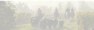 Rinderarbeit, Westernstall Hasenfuss