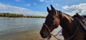 Westernstall Hasenfuss, Westernreiten, Working Cowhorse, Pensionstall