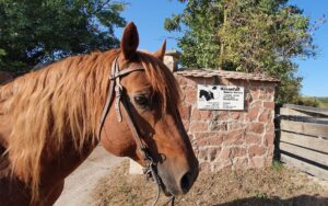 Westernstall Hasenfuss, Westernreiten, Working Cowhorse, Pensionstall