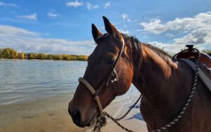 Westernstall Hasenfuss, Westernreiten, Working Cowhorse, Pensionstall