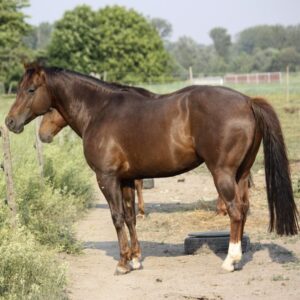 Deckhengste Badger Tari Chex