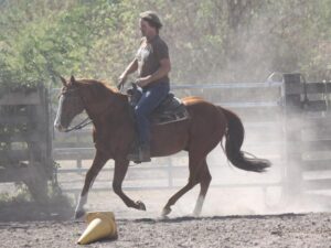 Klaus Hasenfuss - Quarter Horses