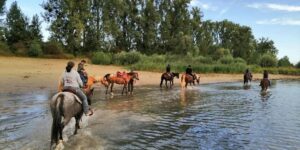 Ausreiten am Rhein