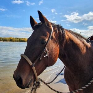 Ausreiten am Rhein