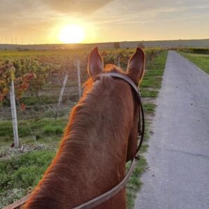 Ausritt in den Weinbergen