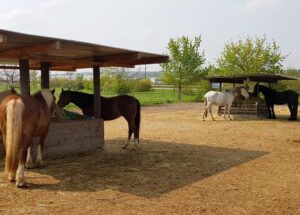 Pensionsstall, Offenstall, Pferdeboxen, Weiden, Reithallle, Roundpen