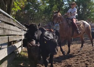 Rinderarbeit, Working Cowhorse