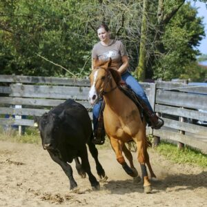 Working Cowhorse