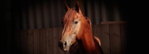 Qarter Horse Deckhengste