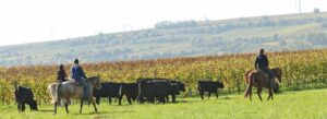 Teampenning, Rinderarbeit, Kurse, Wesetrnstall-Hasenfuss
